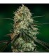 Chronic Thunder