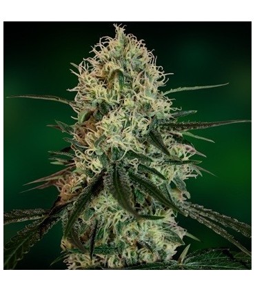 Chronic Thunder