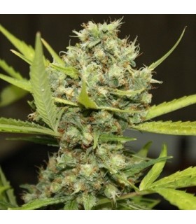 Pineapple Chunk