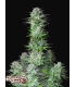 Kosher Cake Auto
