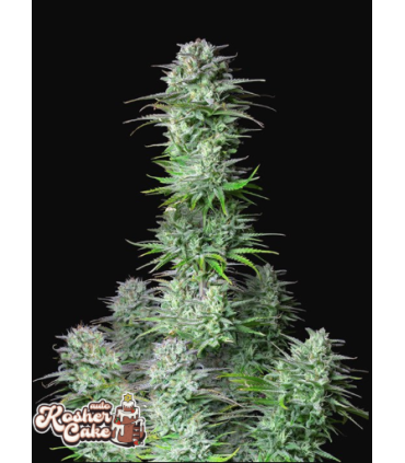 Kosher Cake Auto