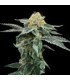 KOSHER COOKIES (Kosher Kush x Girl Scout Cookies)