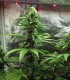 KOSHER COOKIES (Kosher Kush x Girl Scout Cookies)