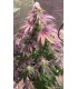 CHERRY 18  (Cherry Pie x OG 18)