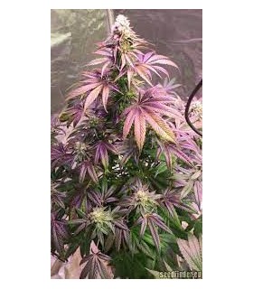 CHERRY 18  (Cherry Pie x OG 18)