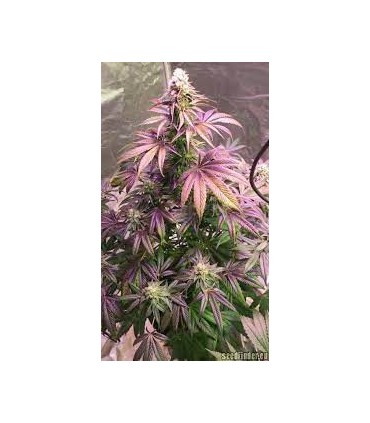 CHERRY 18  (Cherry Pie x OG 18)