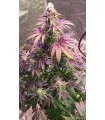 CHERRY 18  (Cherry Pie x OG 18)