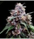 CHERRY 18  (Cherry Pie x OG 18)
