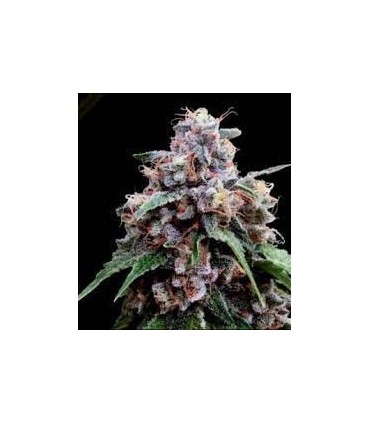 CHERRY 18  (Cherry Pie x OG 18)