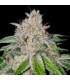 CHERRY 18  (Cherry Pie x OG 18)