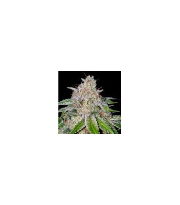 CHERRY 18  (Cherry Pie x OG 18)
