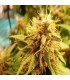 Colombian Gold