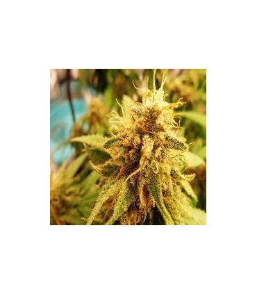 Colombian Gold
