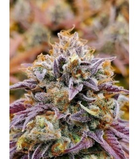 Cumbia La Vela (Raspberry Kush x Girl Scout Cookies)