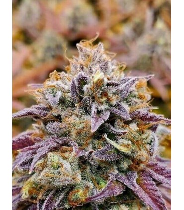 Cumbia La Vela (Raspberry Kush x Girl Scout Cookies)