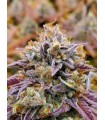 Cumbia La Vela (Raspberry Kush x Girl Scout Cookies)