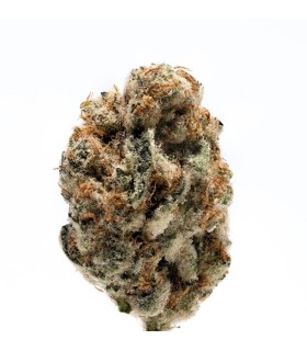 K.O Kush