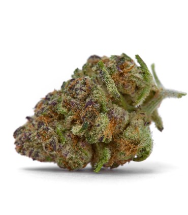 Purple Sunset (Purple Punch x Sunset Sherbet)