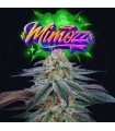 MIMOZZ (Mimosa x Peach Ozz)