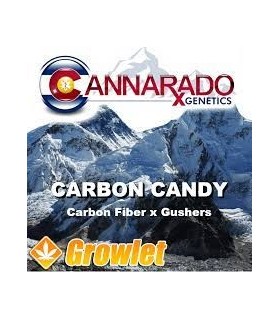 CANNARADO GENETICS CARBON CANDY 6FEM (Carbon Fiber x Gushers)