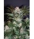 ROCKY MELON 6FEM (Rocky Dennis x Melon)