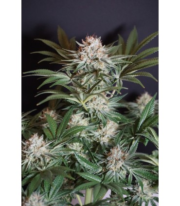 ROCKY MELON 6FEM (Rocky Dennis x Melon)