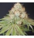 ROCKY MELON 6FEM (Rocky Dennis x Melon)