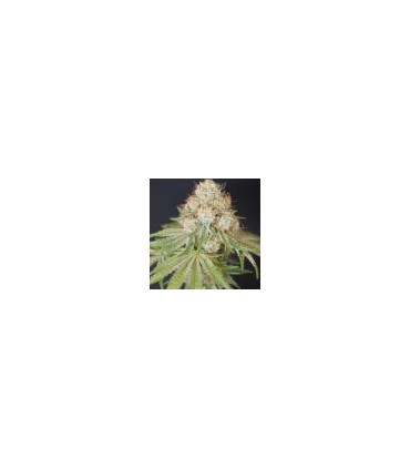 ROCKY MELON 6FEM (Rocky Dennis x Melon)
