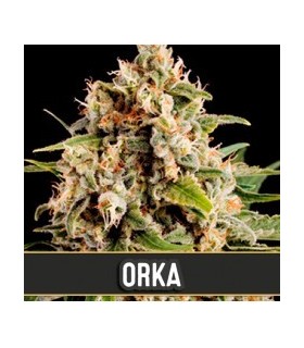 ORCA (Haze x White Widow)