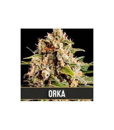 ORCA (Haze x White Widow)
