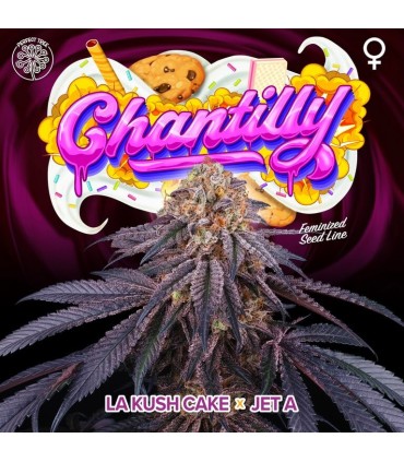 CHANTILLY (LA Kush Cake x Jet A)