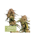 Blue Moby AUTO (Blue dream x Moby Dick x Alpha Blue)