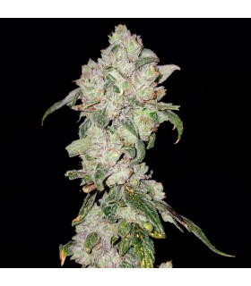 Apples ‘n Oranges (Apple Fritter x Tangerine Cookies)
