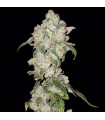 Apples ‘n Oranges (Apple Fritter x Tangerine Cookies)