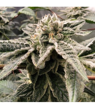 Apples ‘n Oranges (Apple Fritter x Tangerine Cookies)
