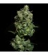 Oregon Apple Trail (Oregon Silver Haze x Apple Fritter)