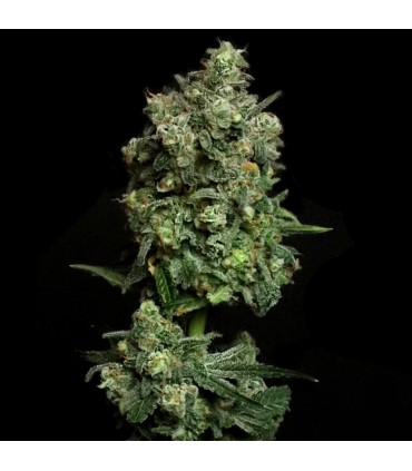 Oregon Apple Trail (Oregon Silver Haze x Apple Fritter)