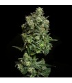 Oregon Apple Trail (Oregon Silver Haze x Apple Fritter)