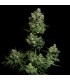 Oregon Apple Trail (Oregon Silver Haze x Apple Fritter)
