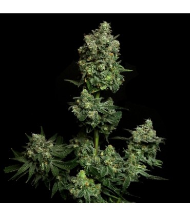 Oregon Apple Trail (Oregon Silver Haze x Apple Fritter)