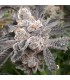 Bakers Fruit (Apple Fritter x Purple Cherry Cookies)