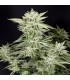 Sherbet S1 (Girl Scout Cookies x Pink Lingerie)