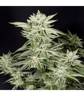 Sherbet S1 (Girl Scout Cookies x Pink Lingerie)