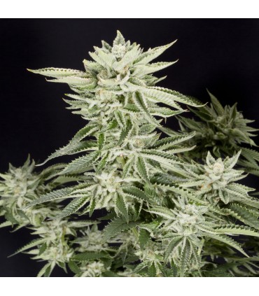Sherbet S1 (Girl Scout Cookies x Pink Lingerie)