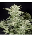 Sherbet S1 (Girl Scout Cookies x Pink Lingerie)