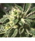 Sherbet S1 (Girl Scout Cookies x Pink Lingerie)