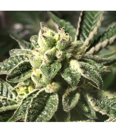Sherbet S1 (Girl Scout Cookies x Pink Lingerie)