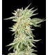 Gelato Sundae  (Gelato 33 x Sundae Driver)