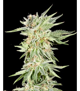 Gelato Sundae  (Gelato 33 x Sundae Driver)
