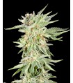 Gelato Sundae  (Gelato 33 x Sundae Driver)